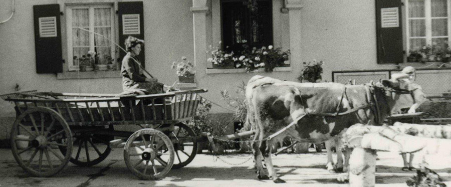 Fig. 2 : Attelage de bœufs en Alsace, 1962 – Source : Auteur