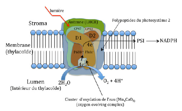 Fig. 2 : Effet de la lumière sur la photo-oxydation de l'eau – Source : Auteur