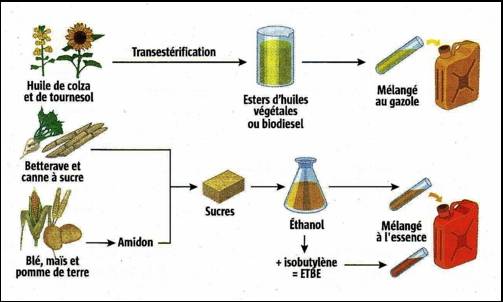 Fig. 4 : Les filières biocarburant – Source : Energie-online.fr