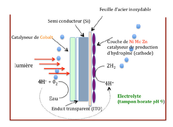 Structure et les formes de la feuille ( La photosynthèse ) 