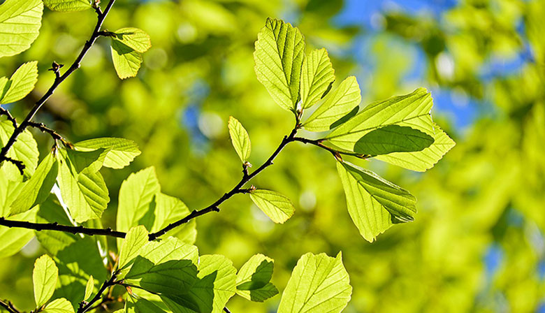 Les plantes de couverture - Intérêts