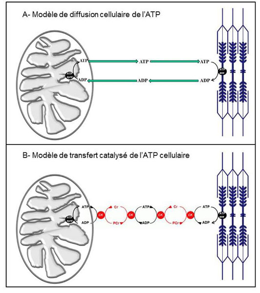 Fig. 10 : Modèles de transfert cellulaire de l’ATP - Source : Auteurs