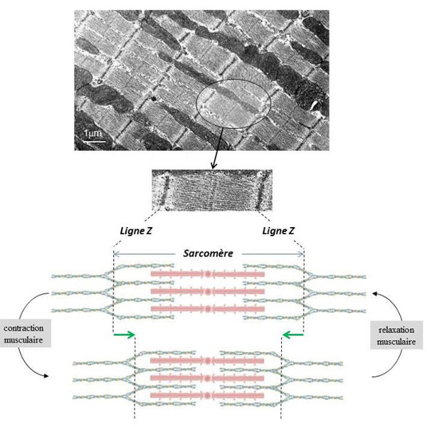 Fig. 11 : Structure d’une cellule musculaire striée (muscle cardiaque). Electromicrographie d’une coupe longitudinale de muscle cardiaque. Représentation schématique d’un sarcomère au repos et au cours de la contraction - Source : Auteurs