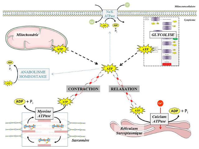 Fig. 12 : Utilisation de l’ATP par une cellule musculaire striée - Source : Auteurs