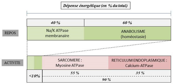 Fig. 13 : Répartition de la dépense énergétique totale dans une cellule musculaire striée - Source : Auteurs