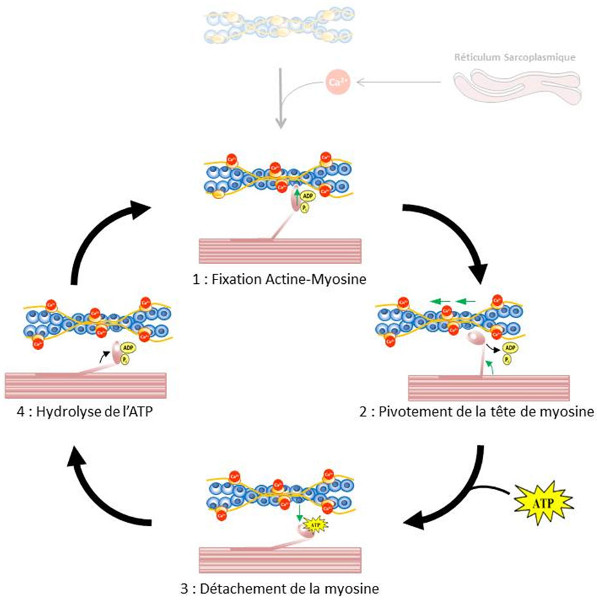 Fig. 14 : Cycle d’interaction entre l’actine et la myosine dans les sarcomères - Source : Auteurs