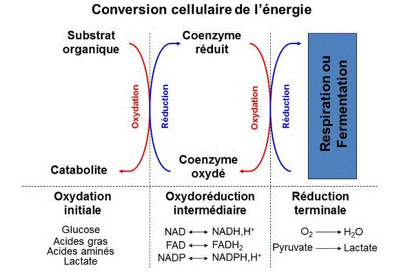 Fig. 1 : Représentation schématique des trois groupes de réactions d’oxydoréduction - Source : Auteurs