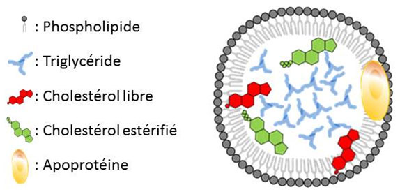 Fig. 2 : Schéma général d’une apolipoprotéine plasmatique transportant les acides gras estérifiés - Source : Auteurs