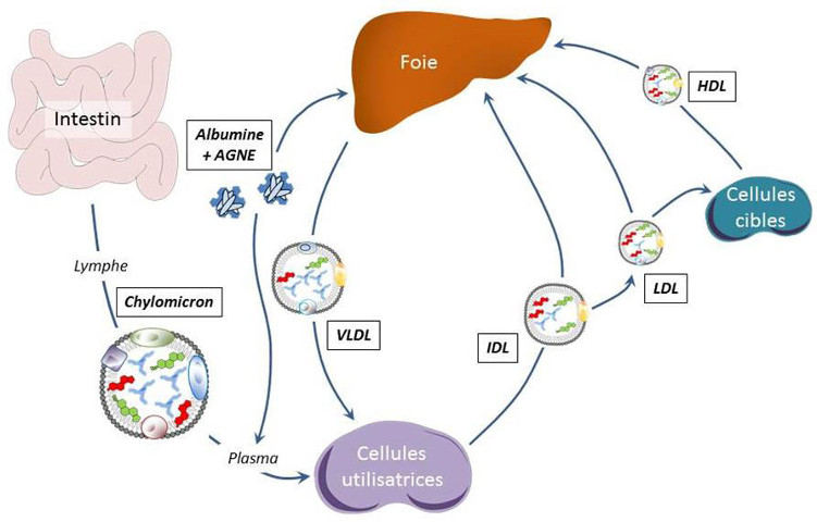 Fig. 3 : Transport des acides gras dans l’organisme. AGNE : acides gras non-estérifiés ; HDL : High density lipoproteins; IDL : intermediary density lipoproteins ; LDL : low density liporoteins ; VLDL : very low density lipoproteins - Source : Auteurs