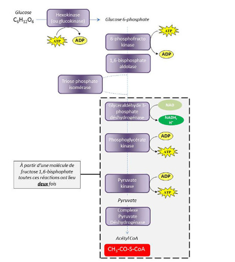 Fig. 4 : Étapes cytosoliques de la glycolyse – Source : Auteurs