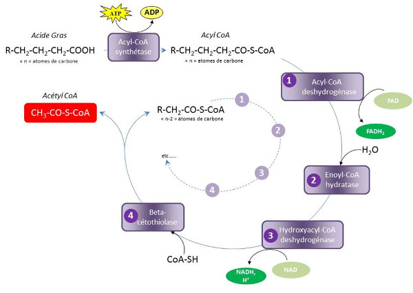 Fig. 5 : B-oxydation: Les quatre étapes constituant un tour d'hélice de Lynen - Source : Auteurs