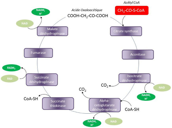 Fig. 6 : Cycle des acides tricarboxyliques (cycle de Krebs) - Source : Auteurs