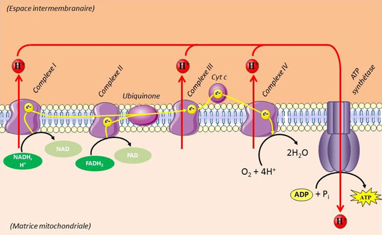 Fig. 7 : Chaîne mitochondriale de transfert des électrons. Ubiquinone = coenzyme Q, complexe I = NADH,H+-coenzyme Q reductase, complexe II = succinate-coenzyme Q réductase, complexe III = coenzyme QH2-cytochrome C réductase, complexe IV = cytochrome C oxydase, Cyt c = Cytochrome c – Source : Auteurs