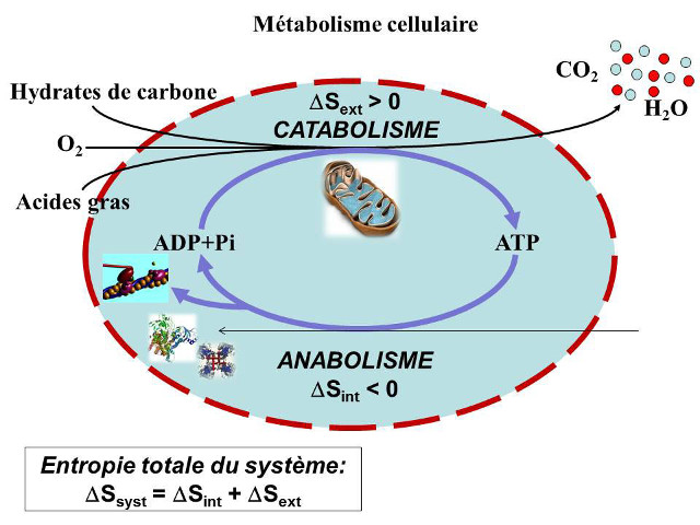 Fig. 8 : Schéma général du métabolisme cellulaire - Source : Auteurs