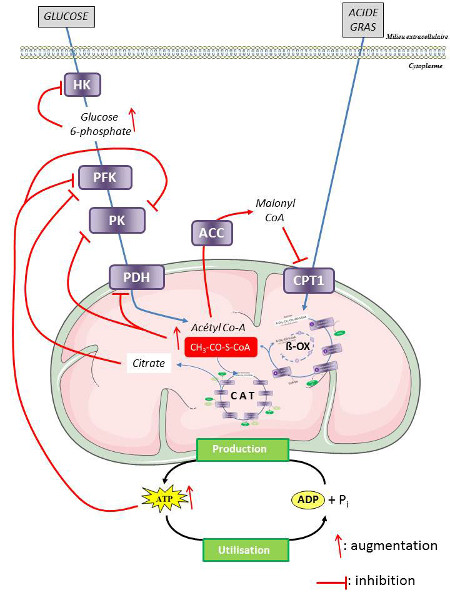 Fig. 9 : Mécanisme de régulation de la production d’ATP dans une cellule musculaire - Source : Auteurs