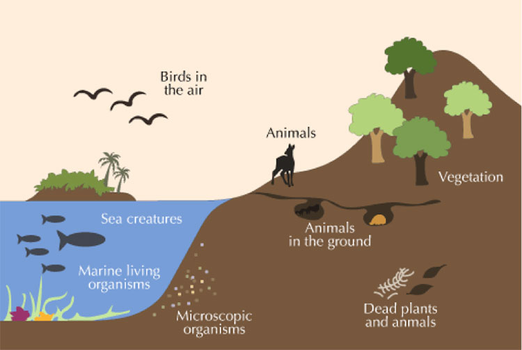 Image 1: What's the biosphere? - Source : Eschooltoday, https://eschooltoday.com/earth-system/the-biosphere.html