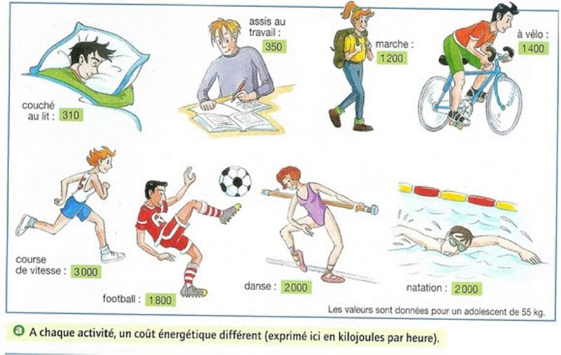 Fig. 1 : Les dépenses d'énergie endosomatique - Source : https://sites.google.com/site/lesitedemmuller/pages-des-sixiemes/niveau-cinquiemes/valeur-energetique-des-aliments