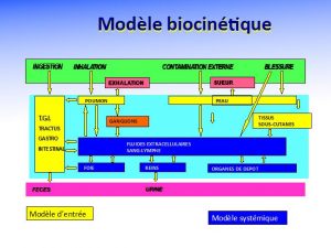 Fig. 6 : Modèle biocinétique