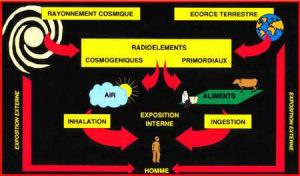 Fig. 3 : La radioactivité naturelle. Source : Futura Sciences