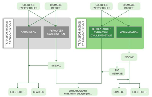 Fig. 2 : Les multiples filières des bioénergies - Source: ENEA Consulting, 2010