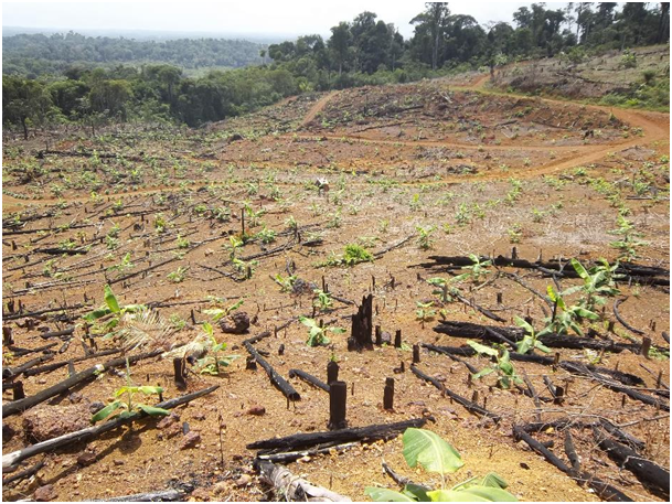 Fig. 5 : Exemple de défriche de forêt amazonienne pour l'aménagement agricole – Crédit : EPAG