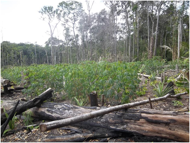 Fig. 6 : Exemple de défriche de forêt amazonienne pour l'aménagement agricole – Crédit : EPAG