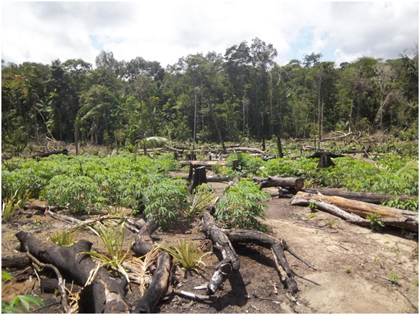 Fig. 7 : Exemple de défriche de forêt amazonienne pour l'aménagement agricole – Crédit : EPAG