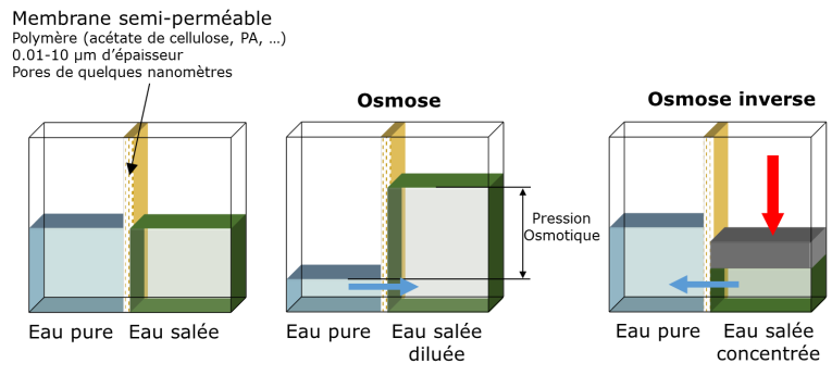 Fig. 5 : Les phénomènes osmotiques à travers une membrane - Source: Philippe Bandelier