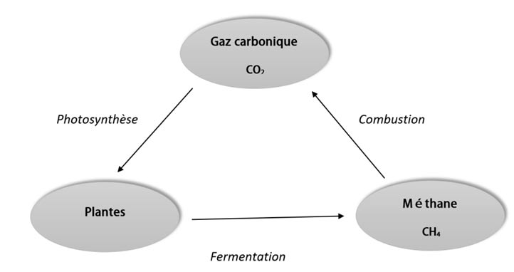 Fig. 13 : Cycle court du carbone.