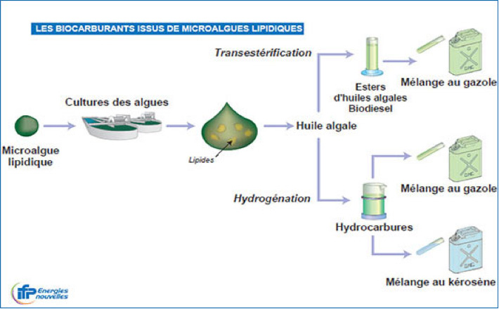 Fig. 15 : Processus de production de biocarburants à base de microalgues – Source : IFPEN.