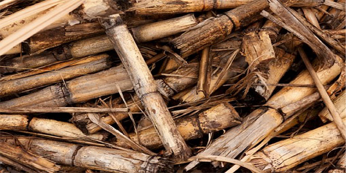 Fig 1 : Les résidus de l'agriculture et les déchets organiques agroalimentaires ou urbains font partie de la biomasse.