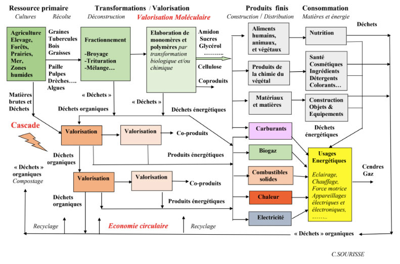 Fig. 7 : Structure d’une filière de chimie du végétal (molécule plateforme), avec ses débouchés en cascade de déchets et de produits énergétiques - Source : Association de chimie du végétal.