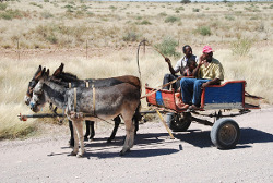 Fig. 1 : Traction animale Fig. 1 : Traction animale