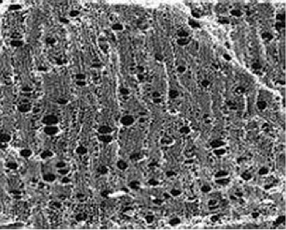 Fig. 2 : Bois d’olivier brûlé – Source : Revue Science