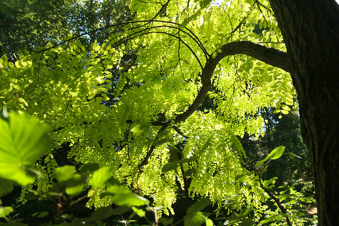 Biomass, a massively available and major source of energy, an unsustainable use